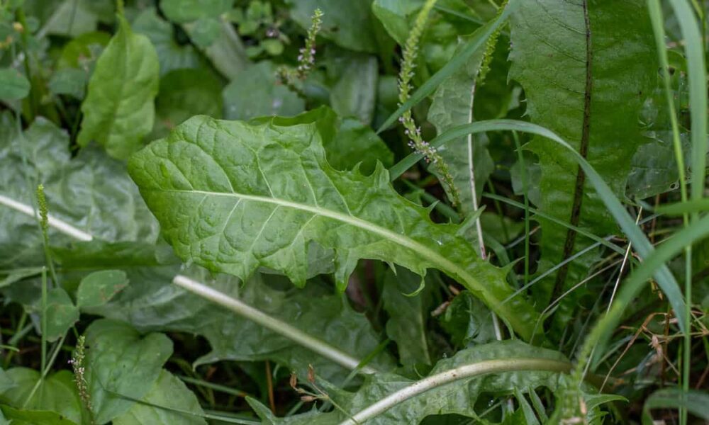 Fact-check: Did dandelion leaves with brown leaves of Pawpaw cure Menstrual pain?