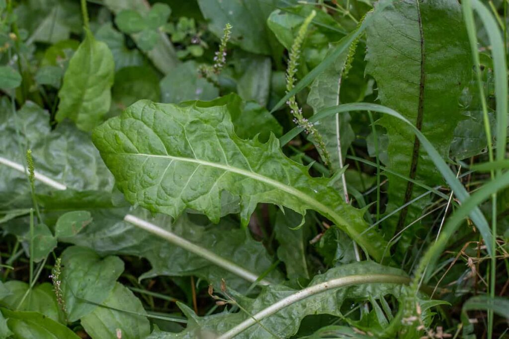 Fact-check: Did dandelion leaves with brown leaves of Pawpaw cure Menstrual pain?