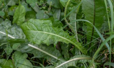 Fact-check: Did dandelion leaves with brown leaves of Pawpaw cure Menstrual pain?