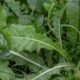 Fact-check: Did dandelion leaves with brown leaves of Pawpaw cure Menstrual pain?