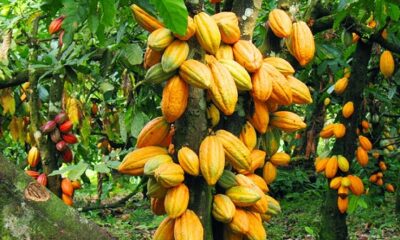 Nigeria projects over $300bn for cocoa development