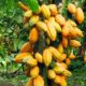 Nigeria projects over $300bn for cocoa development