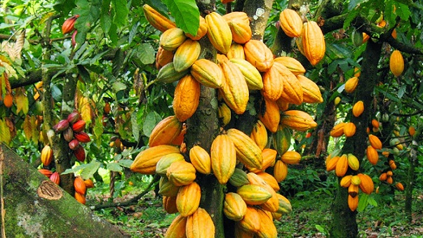 Nigeria projects over $300bn for cocoa development