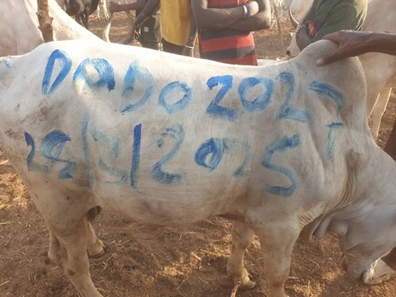 Eid El-Fitr: Over 100 cows distributed to party members