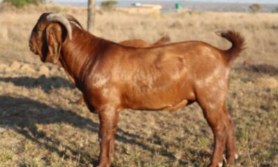 Man in police net for licking goat genitals