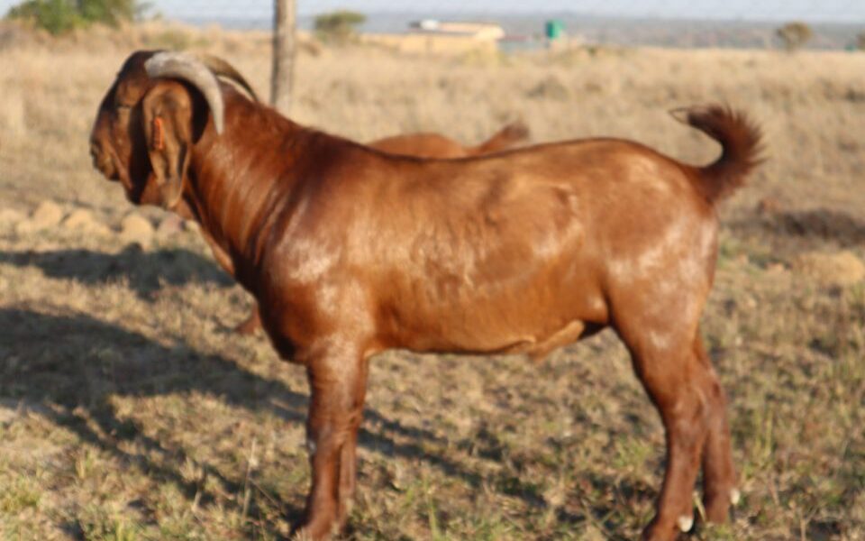 Man in police net for licking goat genitals