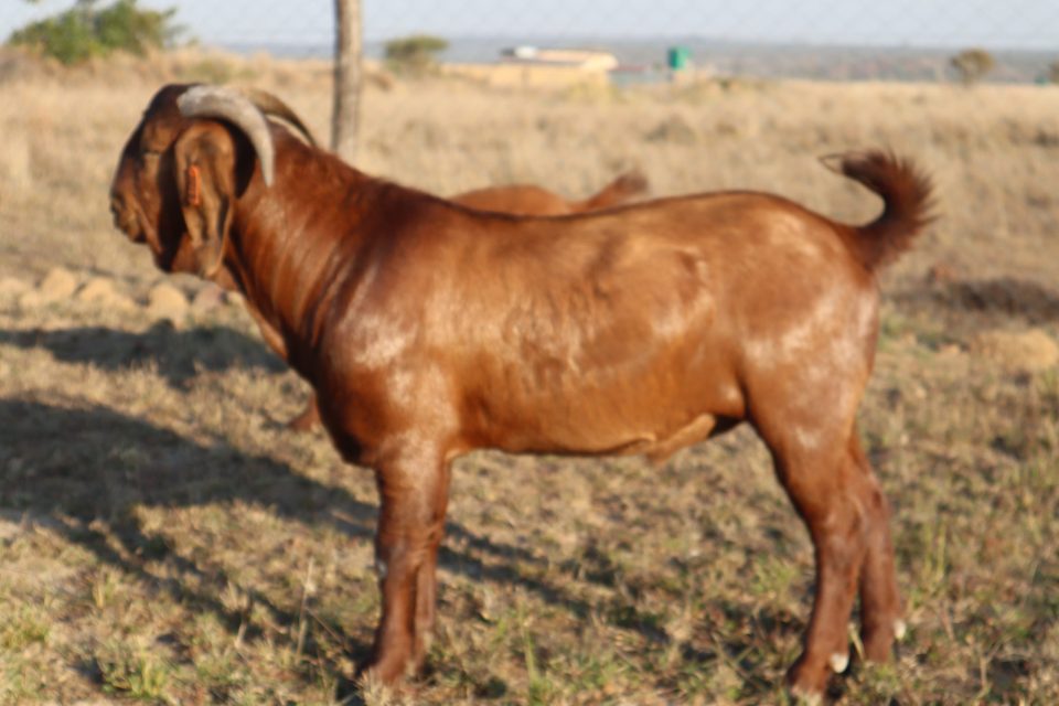 Man in police net for licking goat genitals