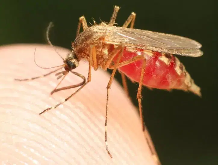 World Malaria Day: Emzor’s API investment to boosts Africa’s fight against disease
