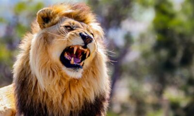Lion kills 14years old girl in Kenya