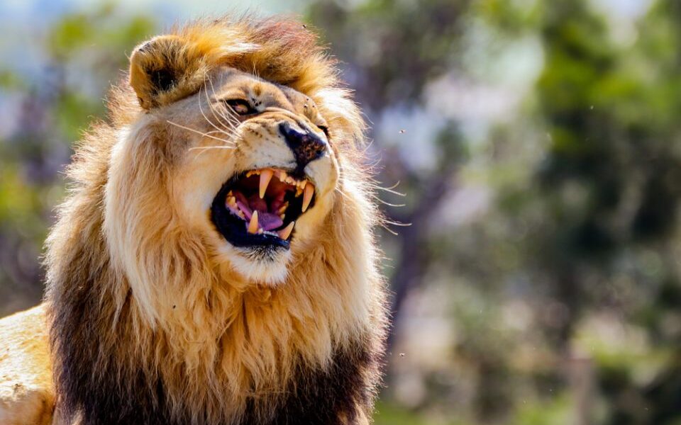 Lion kills 14years old girl in Kenya