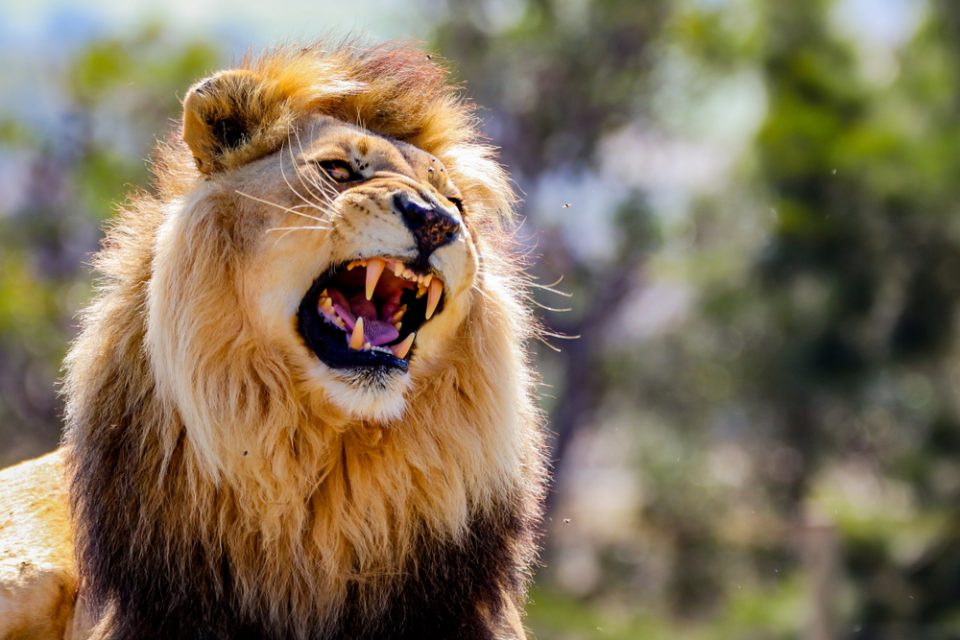 Lion kills 14years old girl in Kenya