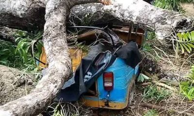 Mango Tree Crashes on Tricycle in Ikwo, Family Escapes Unhurt