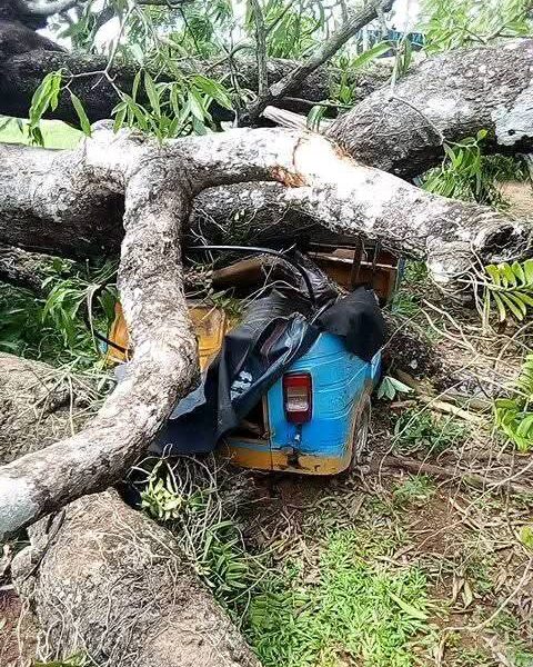 Mango Tree Crashes on Tricycle in Ikwo, Family Escapes Unhurt