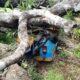 Mango Tree Crashes on Tricycle in Ikwo, Family Escapes Unhurt