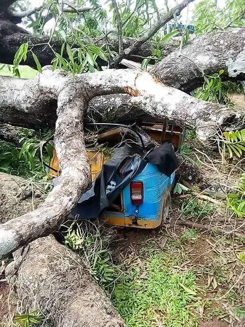 Mango Tree Crashes on Tricycle in Ikwo, Family Escapes Unhurt