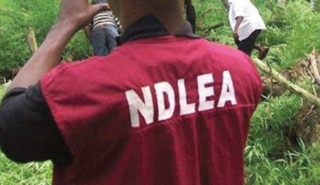 NDLEA Destroys 30-Hectare Cannabis Farm in Cross River, Arrests 191 Suspects