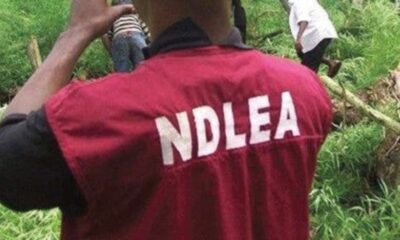 NDLEA Destroys 30-Hectare Cannabis Farm in Cross River, Arrests 191 Suspects