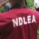 NDLEA Destroys 30-Hectare Cannabis Farm in Cross River, Arrests 191 Suspects