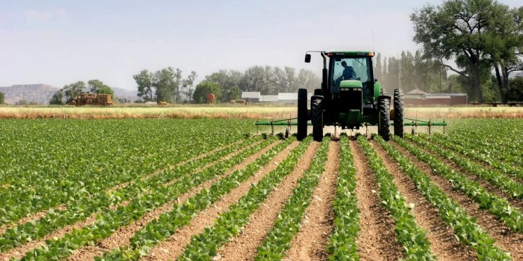 Nigeria Showcases Agricultural Ambitions at 2025 NAMPO Harvest Day in South Africa
