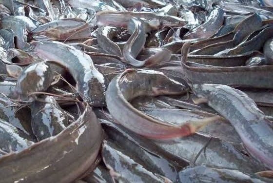 FG, FAO Launch N200 Million Aquaculture Boost to Cut Fish Importation