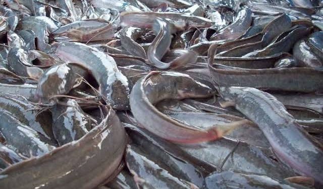 FG, FAO Launch N200 Million Aquaculture Boost to Cut Fish Importation