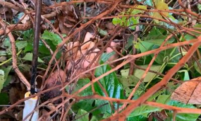 Abandoned Newborn Sparks Outrage in Ikwo Community Near FUNAI Campus