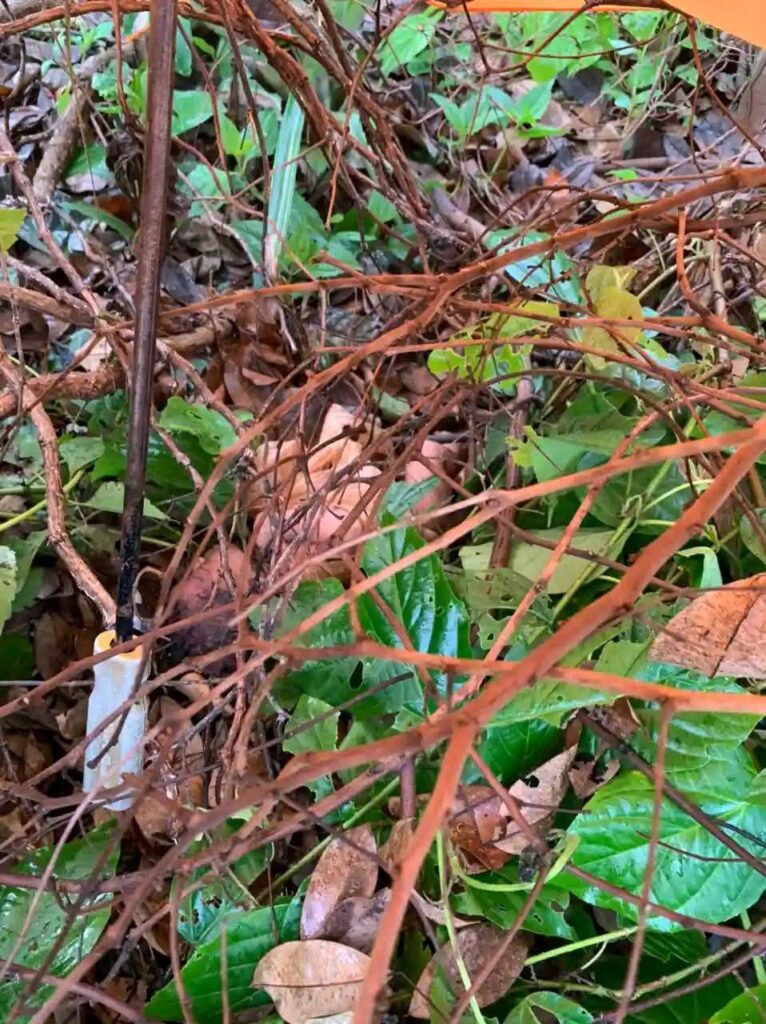 Abandoned Newborn Sparks Outrage in Ikwo Community Near FUNAI Campus