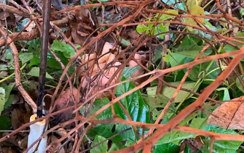 Abandoned Newborn Sparks Outrage in Ikwo Community Near FUNAI Campus